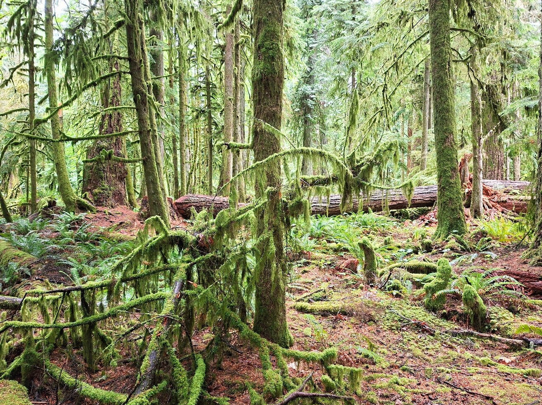 Cathedral Grove-艾伯尼港必去景点