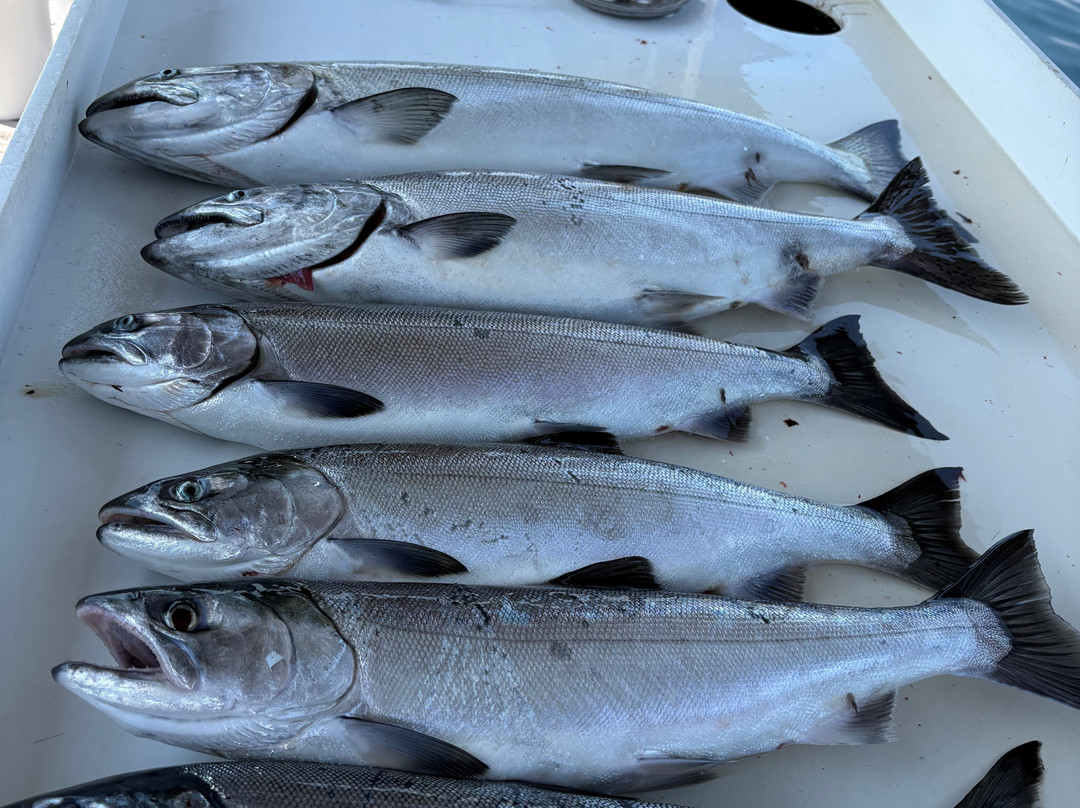 Absolute Sportfishing-坎贝尔里弗必去景点