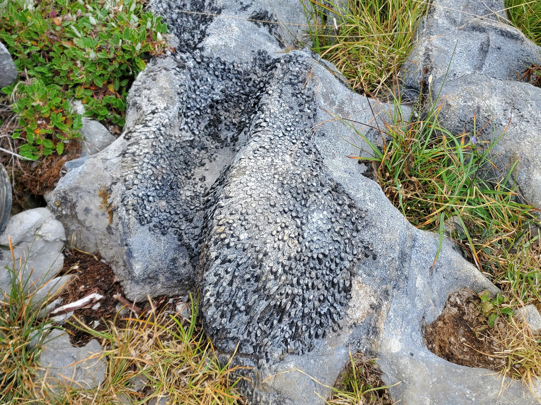 The Burren-克莱尔郡必去景点