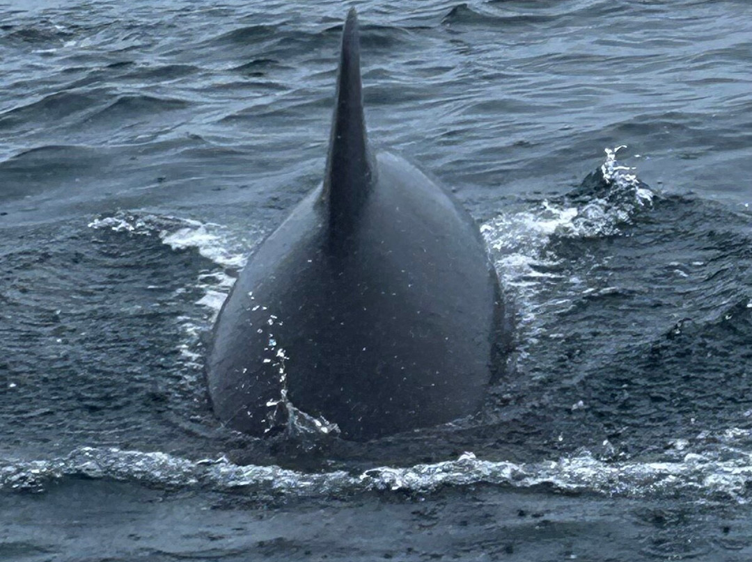Oshan Whale Watch-Bay St. Lawrence必去景点