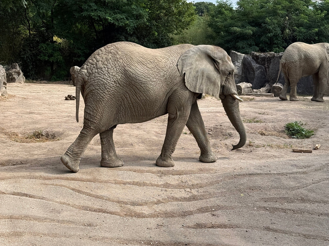 Zoo Duisburg-杜伊斯堡必去景点