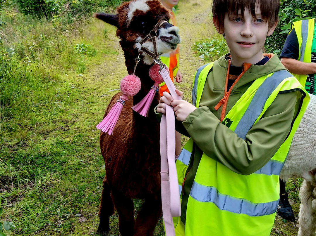 little peru alpaca trekking-Maybole必去景点
