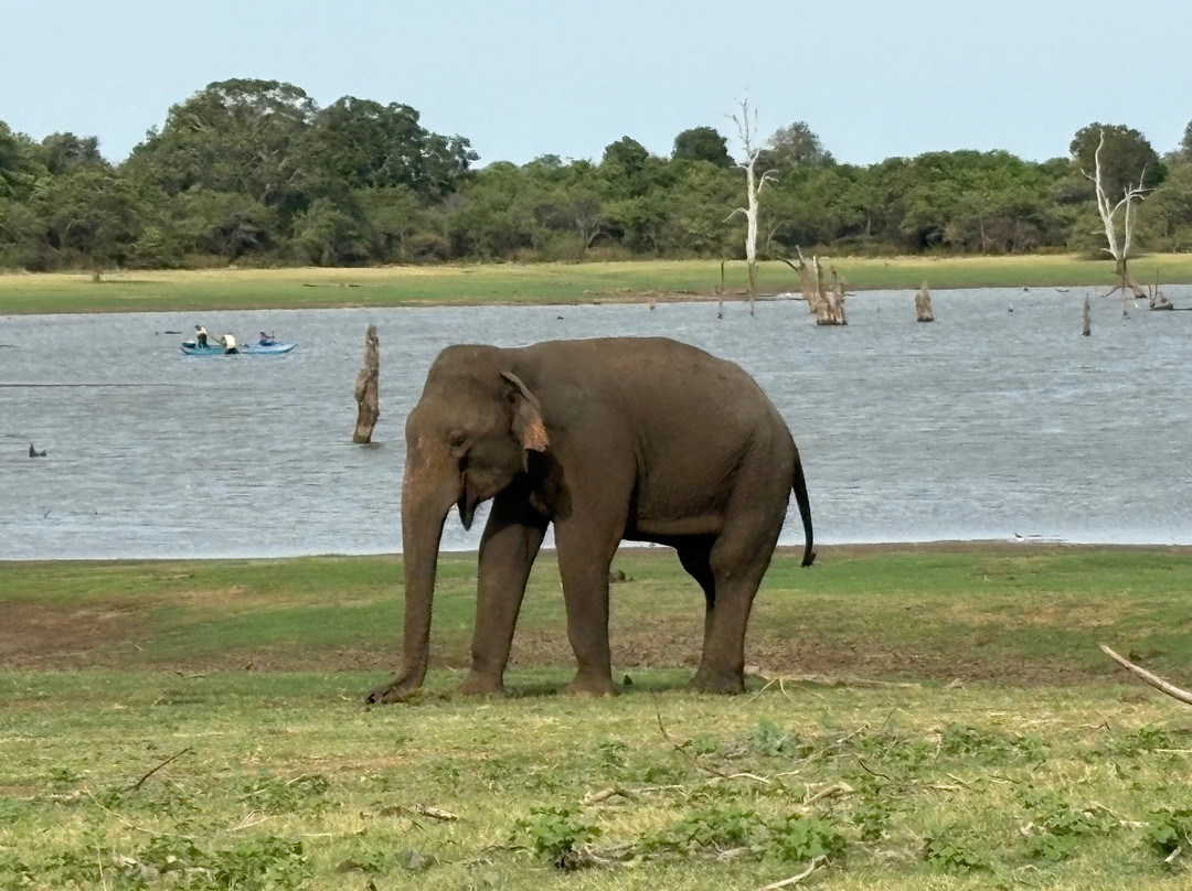 Udawalawe Safari Jeep With Guides-乌达瓦拉维国家公园必去景点