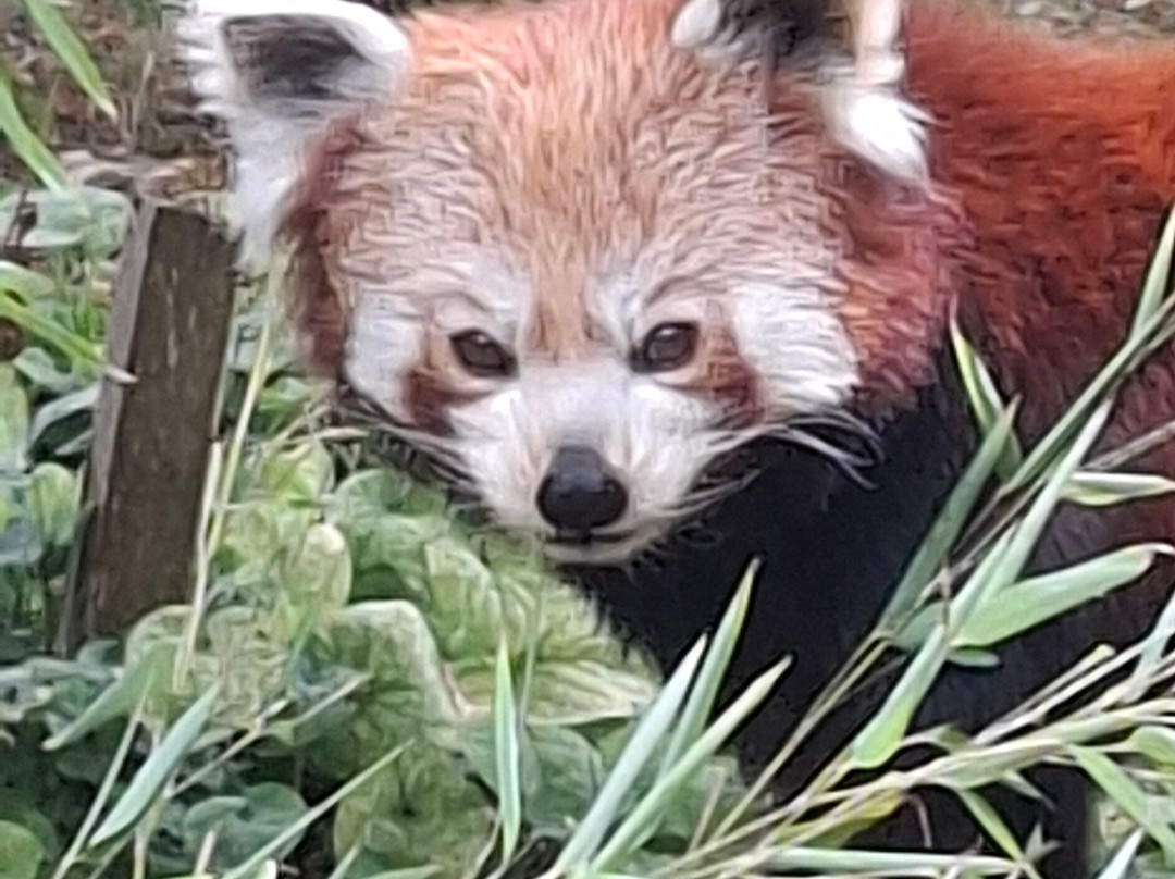 Newquay Zoo-纽奎必去景点