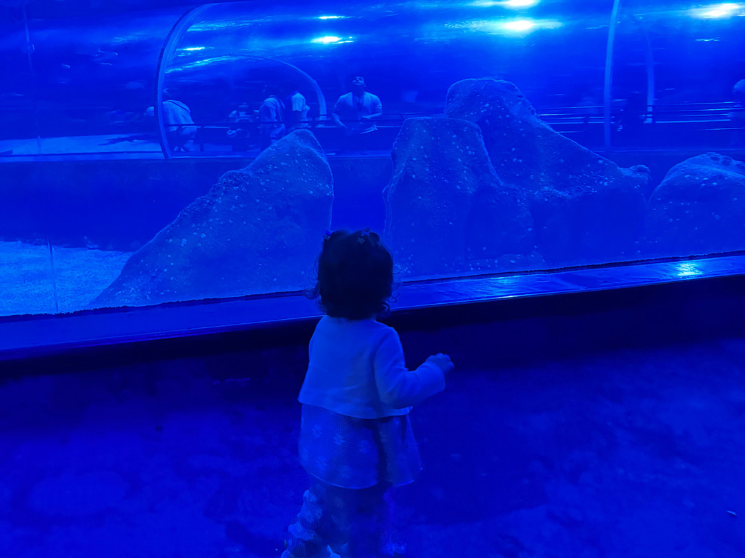 AquaRio-里约热内卢必去景点