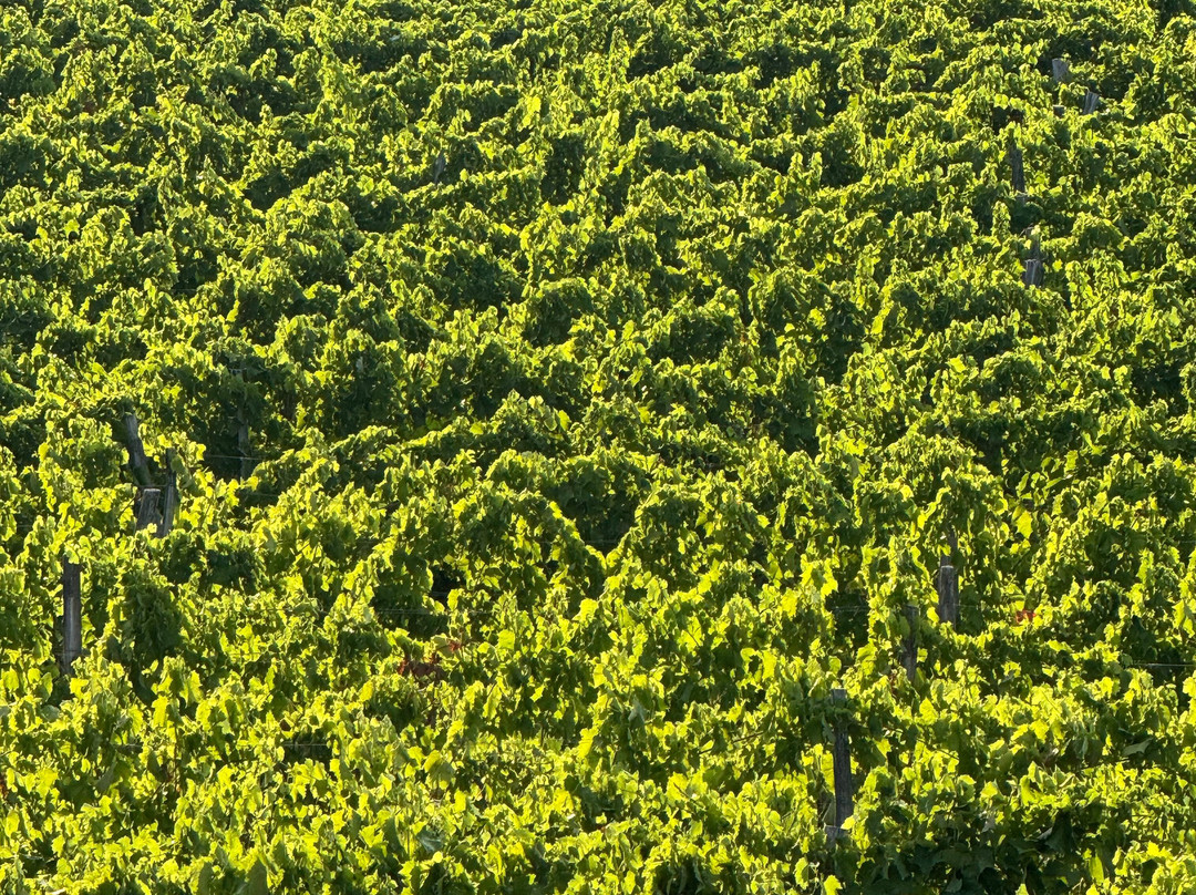 Kabola Winery-Momjan必去景点