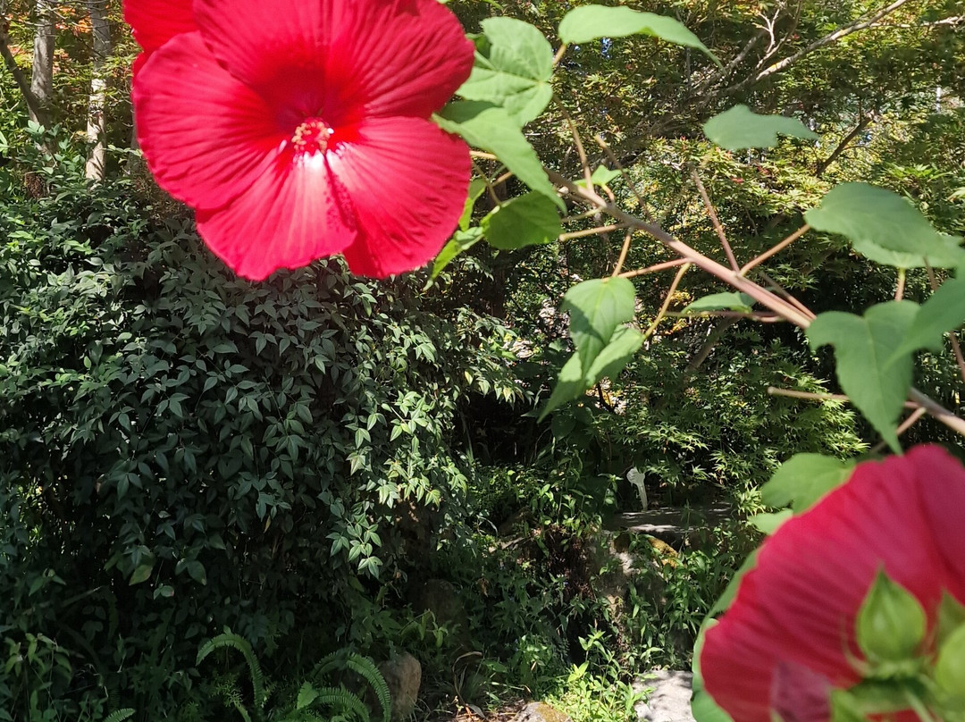 Giardini La Mortella-福里奥必去景点