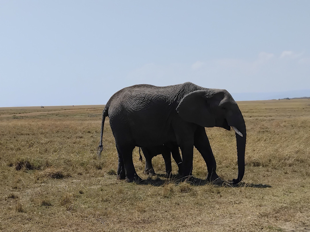 Maasai Mara National Reserve-纳罗克必去景点