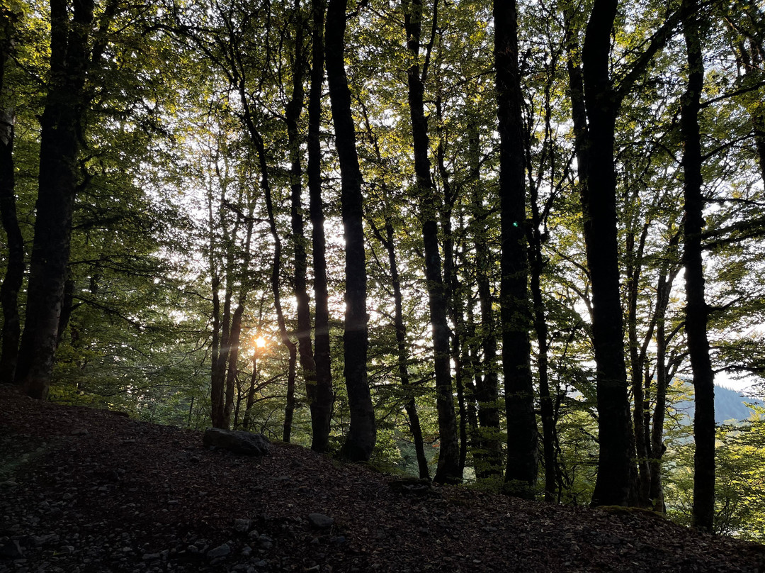 Wilderness