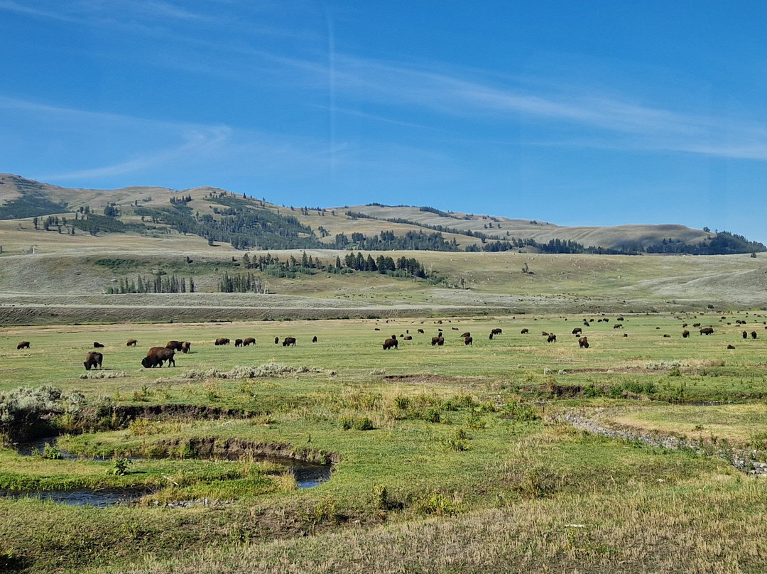 Yellowstone Wolf Tracker-加德纳必去景点