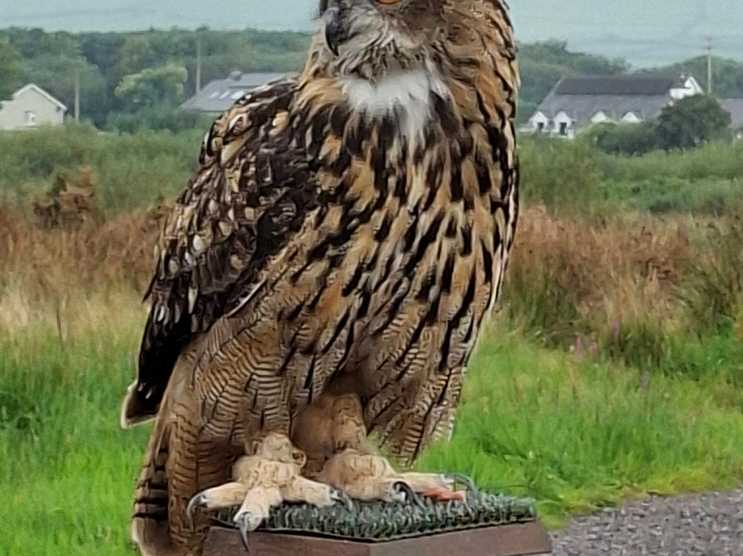 Kingdom Falconry - Dingle-丁格尔必去景点