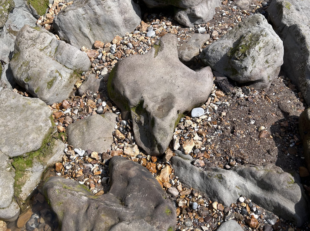 Isle of Wight Fossil Walks- Wight Coast Fossils-文特诺必去景点
