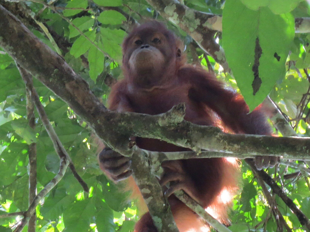 Our Jungle Trekking with Safar Ketambe-Ketambe必去景点