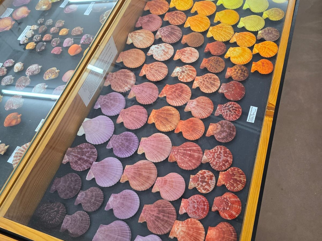 Malacological Museum Piceno-Cupra Marittima必去景点