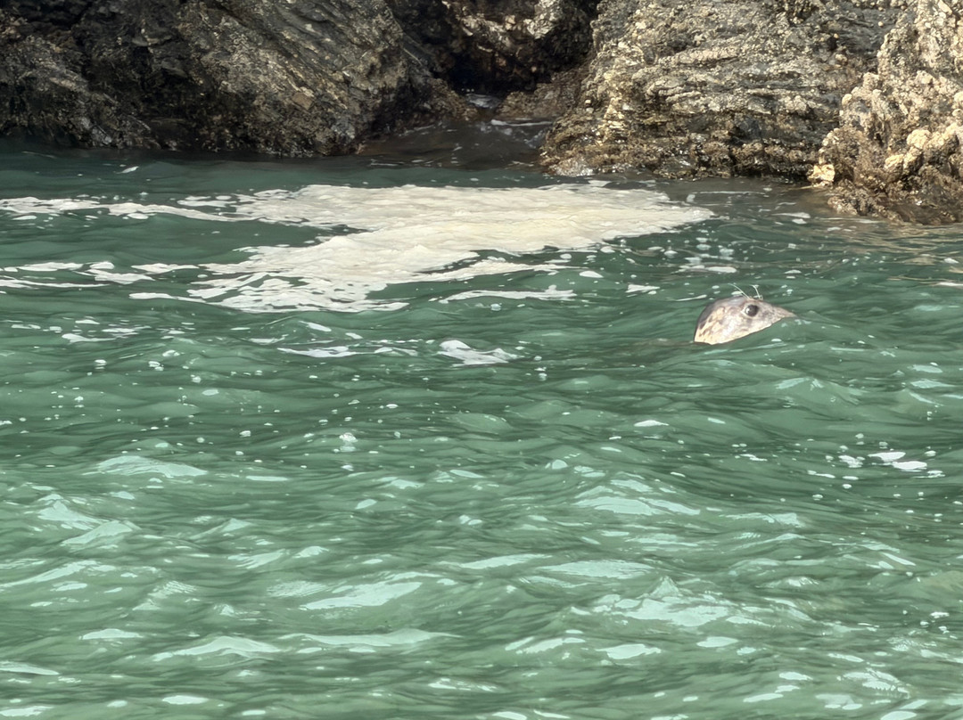A Bay To Remember Wildlife Boat Trips-St. Dogmaels必去景点