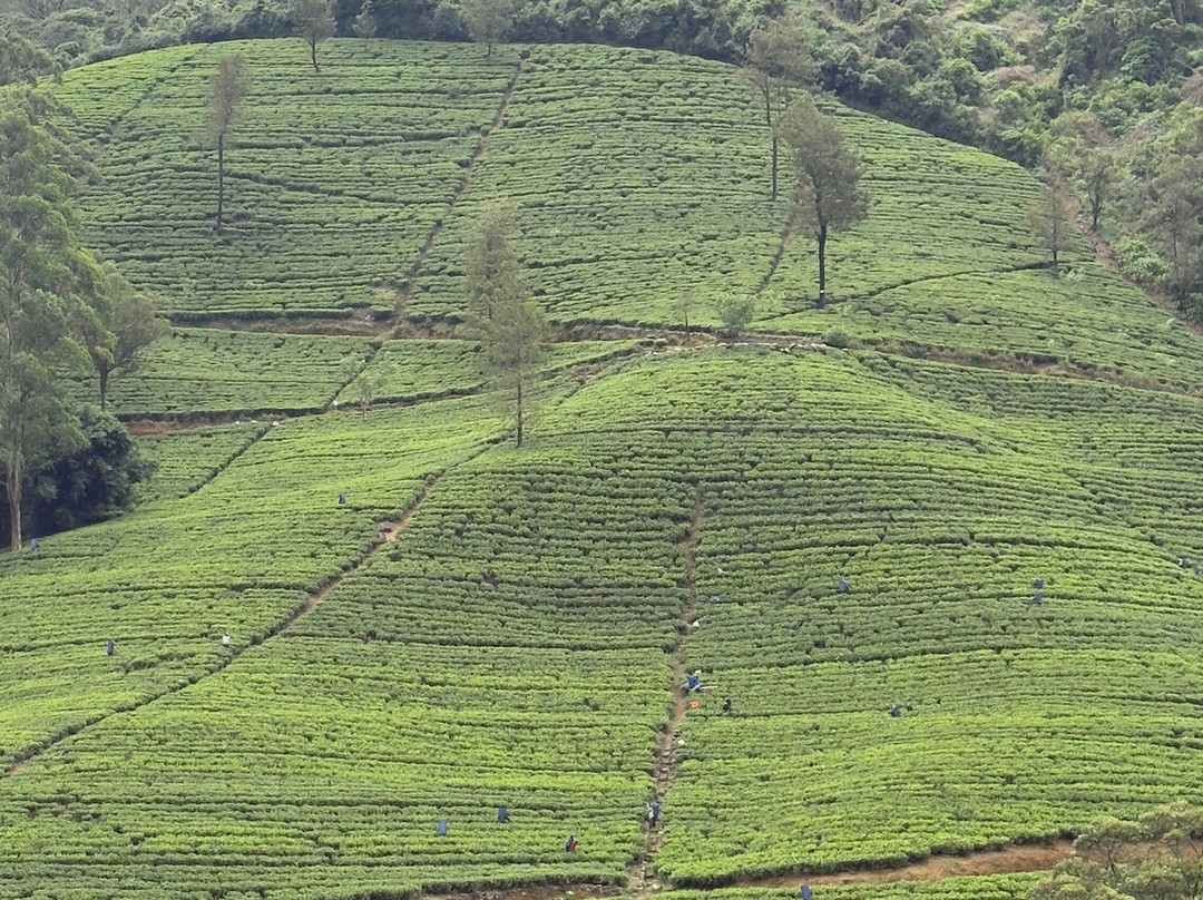 Relax Lanka Tours-尼甘布必去景点