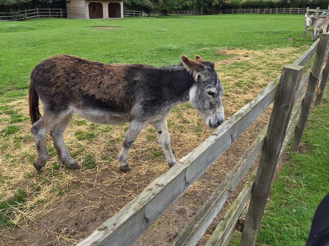 Radcliffe Donkey Sanctuary-Huttoft必去景点