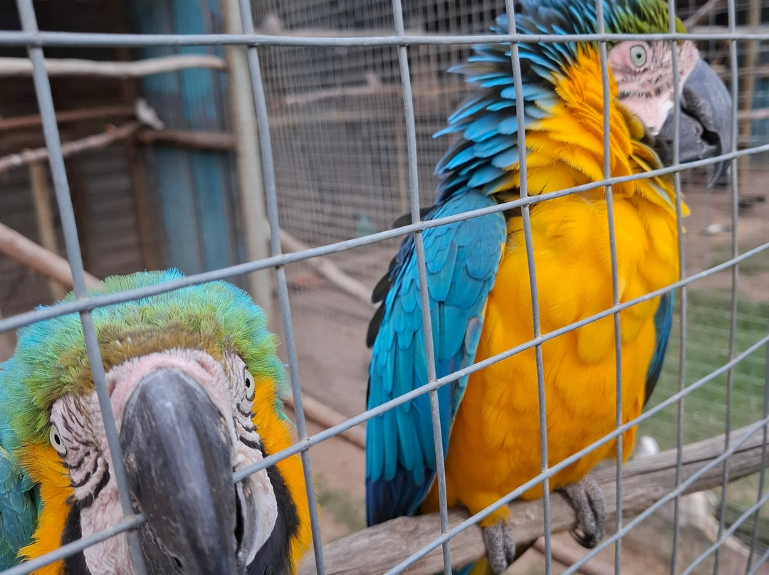African Dawn Bird and Wildlife Sanctuary-Thornhill必去景点