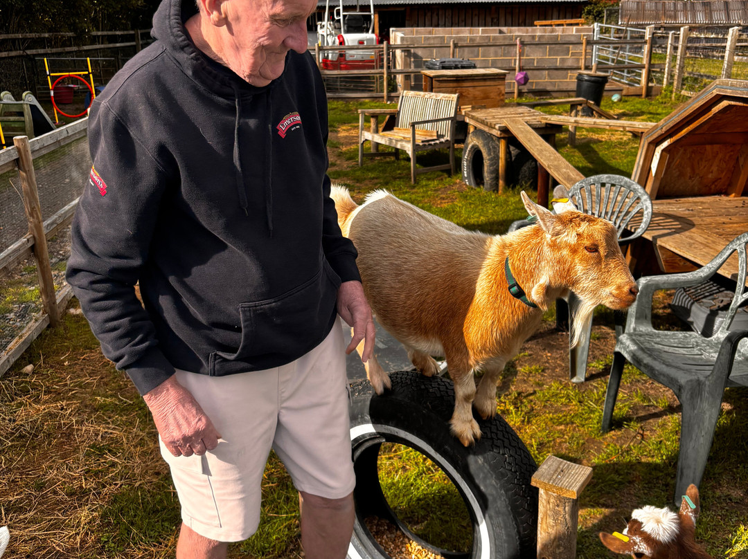 Little Goats At Brockenhurst-Brockenhurst必去景点
