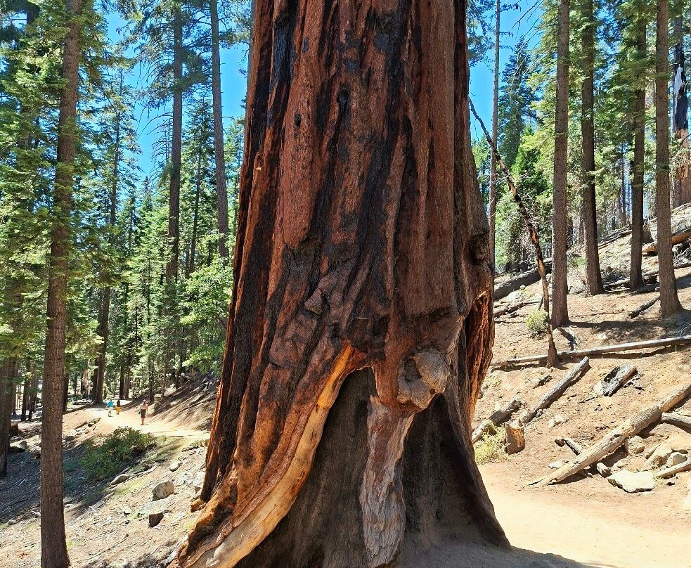 Mariposa Grove of Giant Sequoias-优胜美地国家公园必去景点