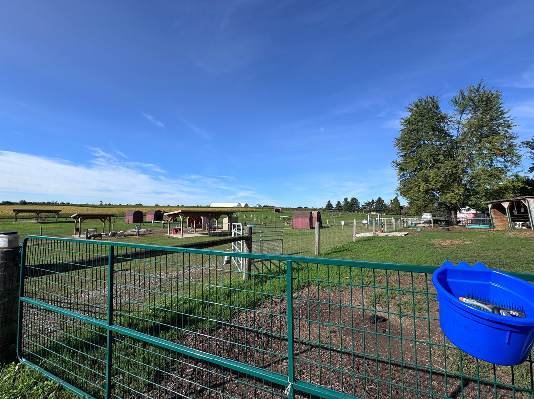 Udderly Ridiculous Farm Life-Blandford-Blenheim必去景点