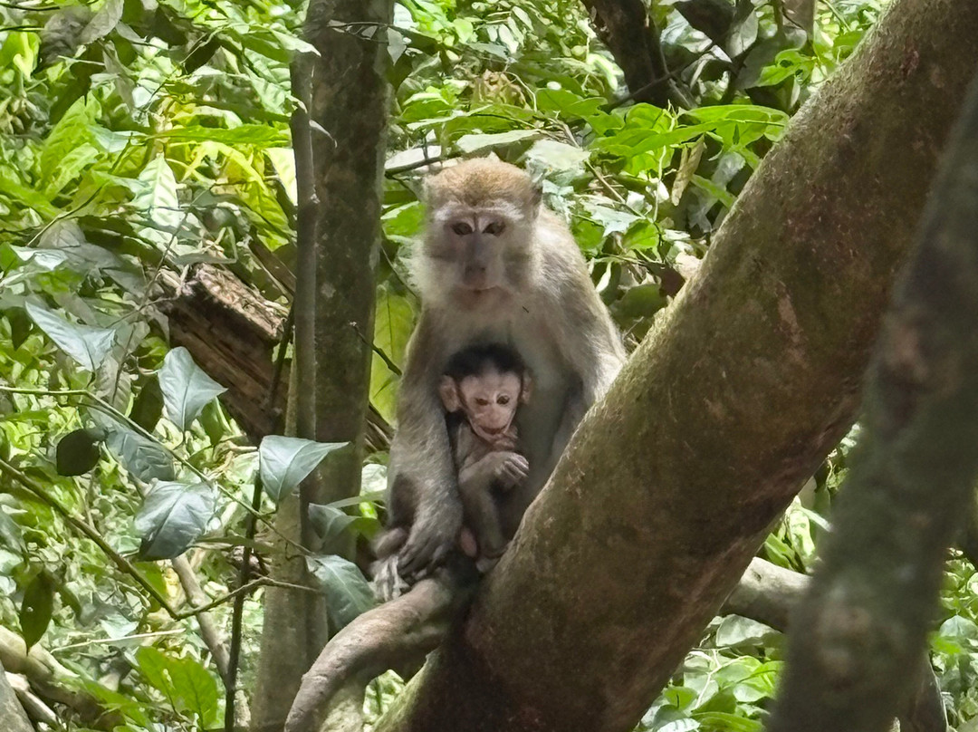 Bukit Lawang Jungle Trekking-武吉拉旺必去景点