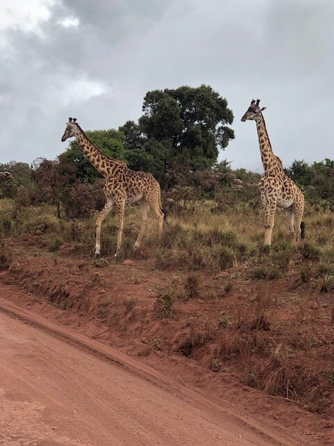 Unlimited Expeditions - The Soul Of Tanzania-阿鲁沙必去景点