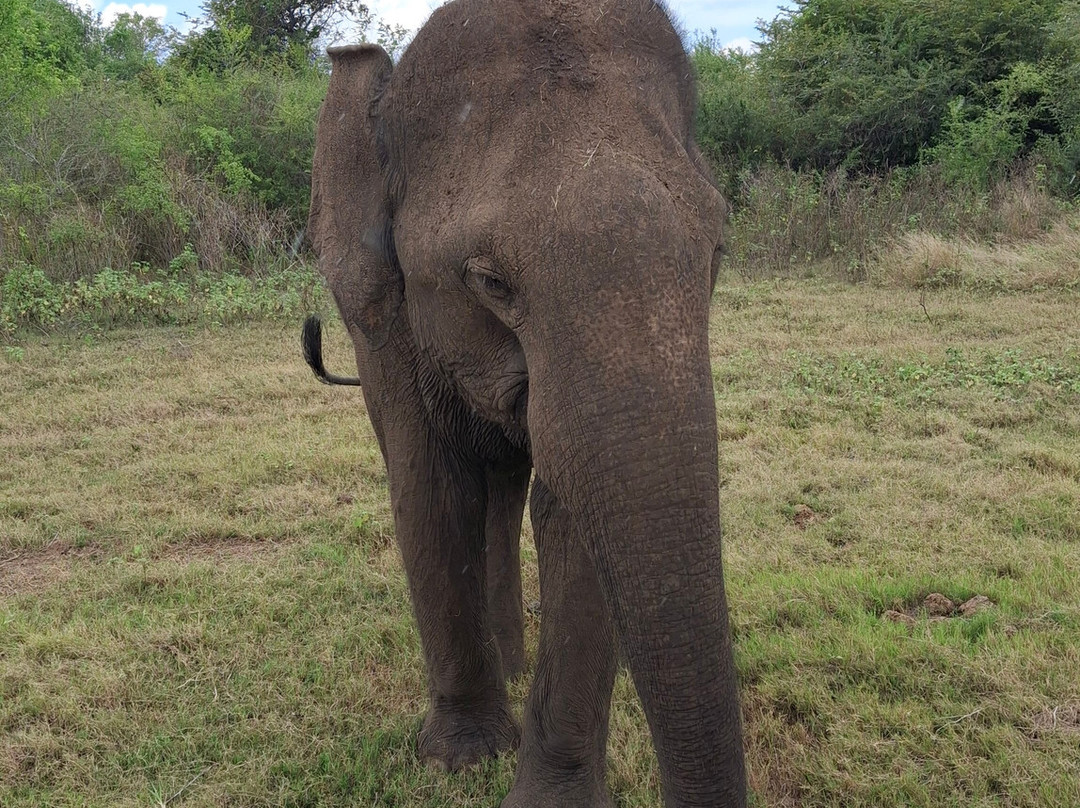 Udawalawe Lahiru Safari Guide Tours-乌达瓦拉维国家公园必去景点