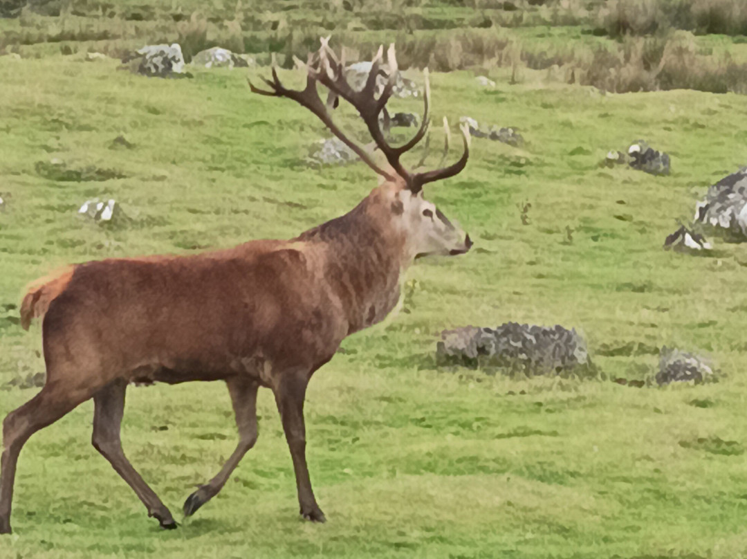 Highland Wildlife Park-Kincraig必去景点