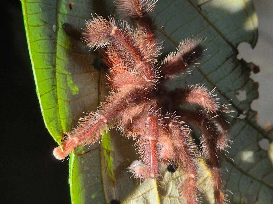 Parque Nacional del Yasuni - Fernando guia en la Amazonia-Coca必去景点