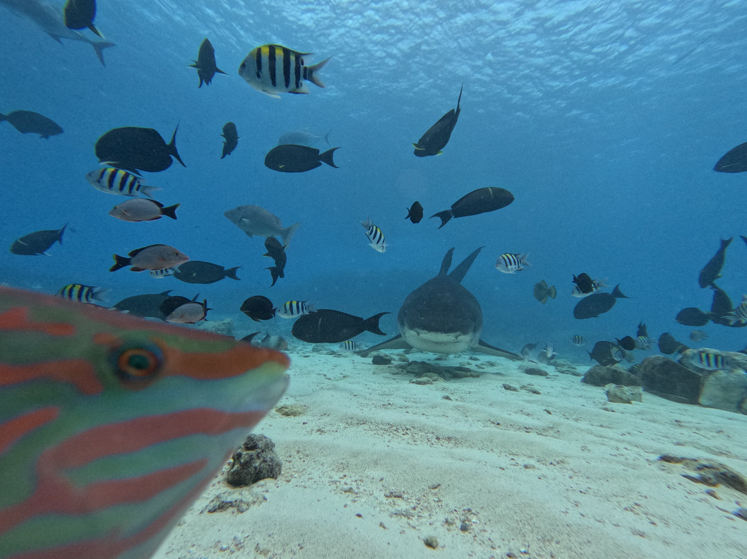 Fuvahmulah Dive School-Fuvahmulah必去景点