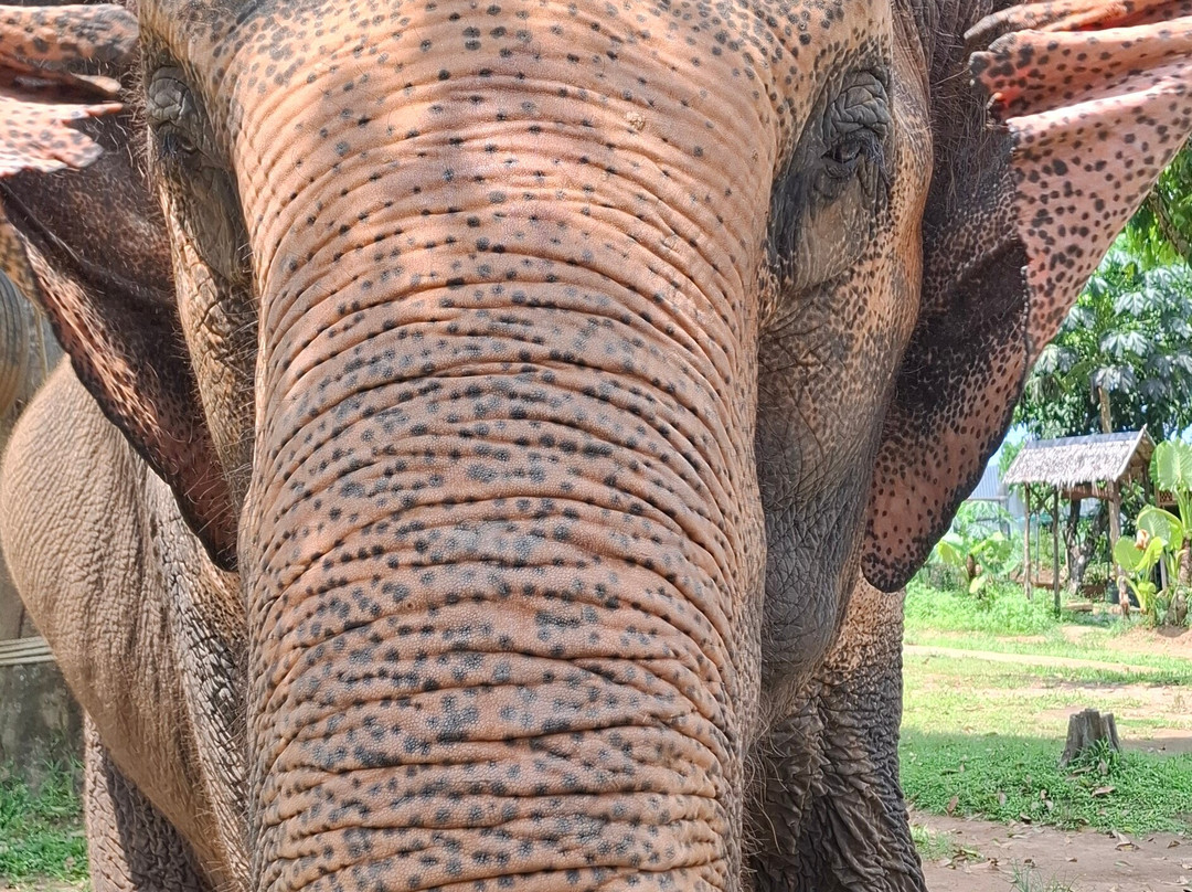 Phuket Elephant Nature Reserve-他朗必去景点