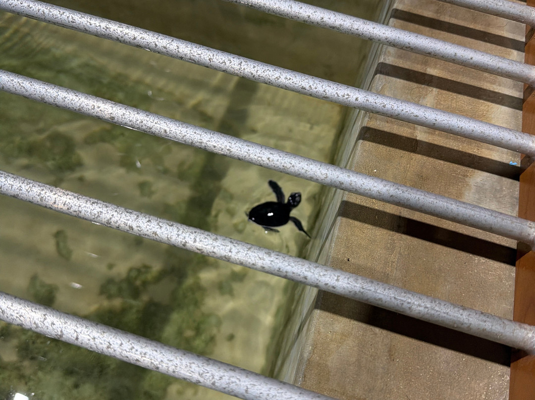 Ahungalla Sea Turtles Conservation And Research Center-亚洪加拉必去景点