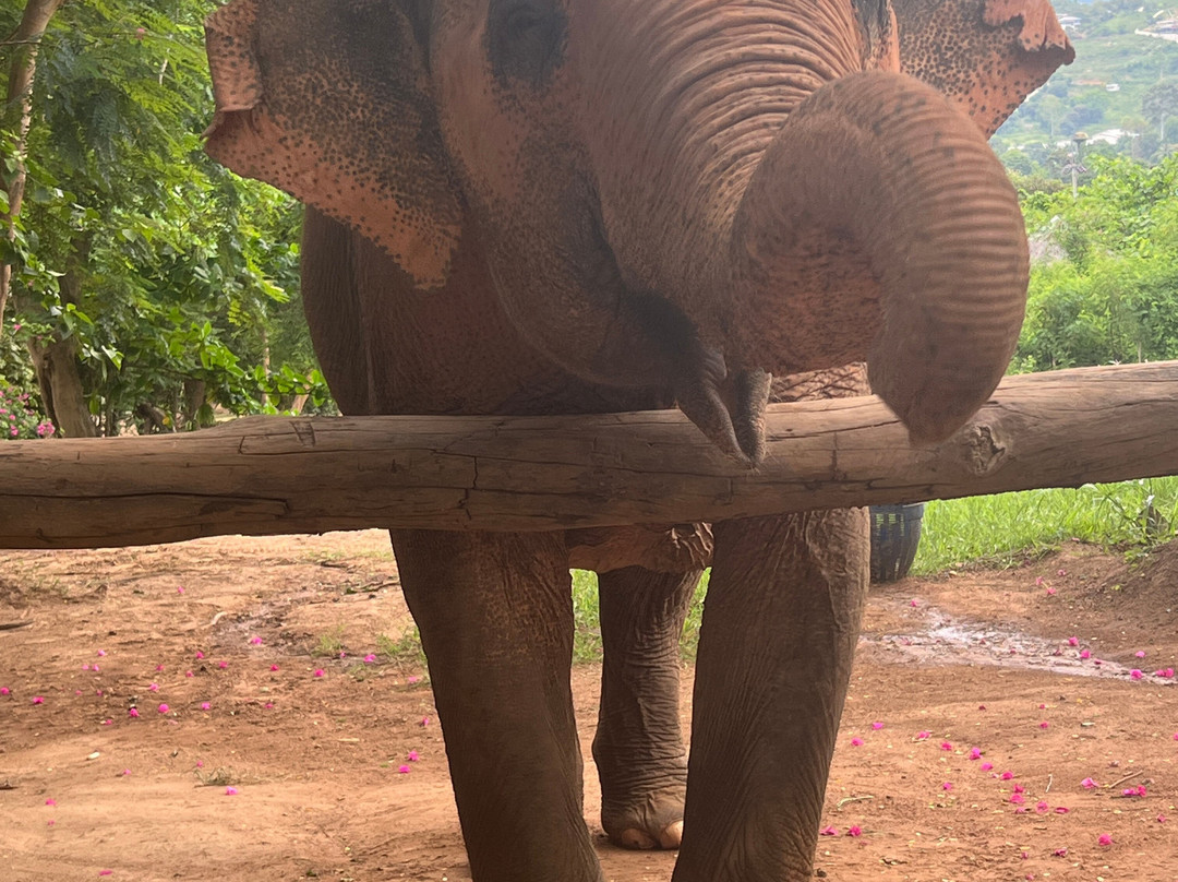 Samui Elephant Sanctuary-波普特必去景点