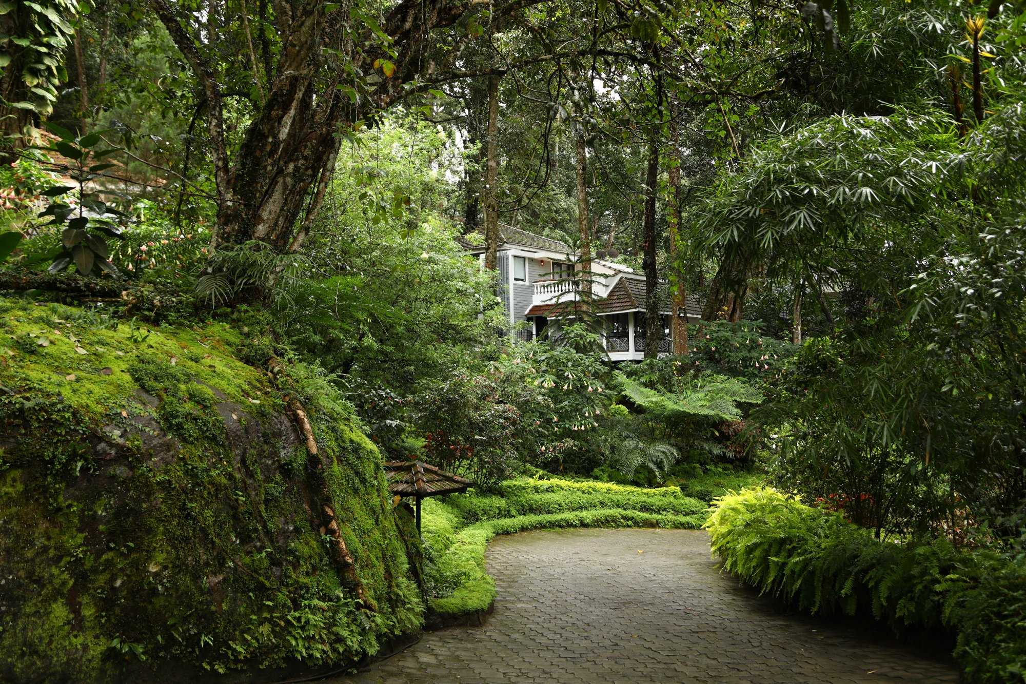 The Tall Trees Munnar-官方
