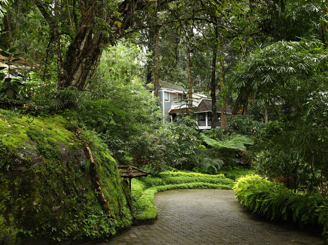 The Tall Trees Munnar