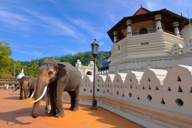 Sri Lanka My Driver SD Tours景点图片