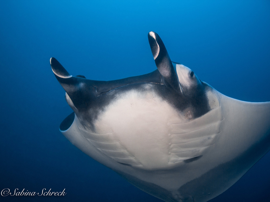 Panama Dive Center景点图片