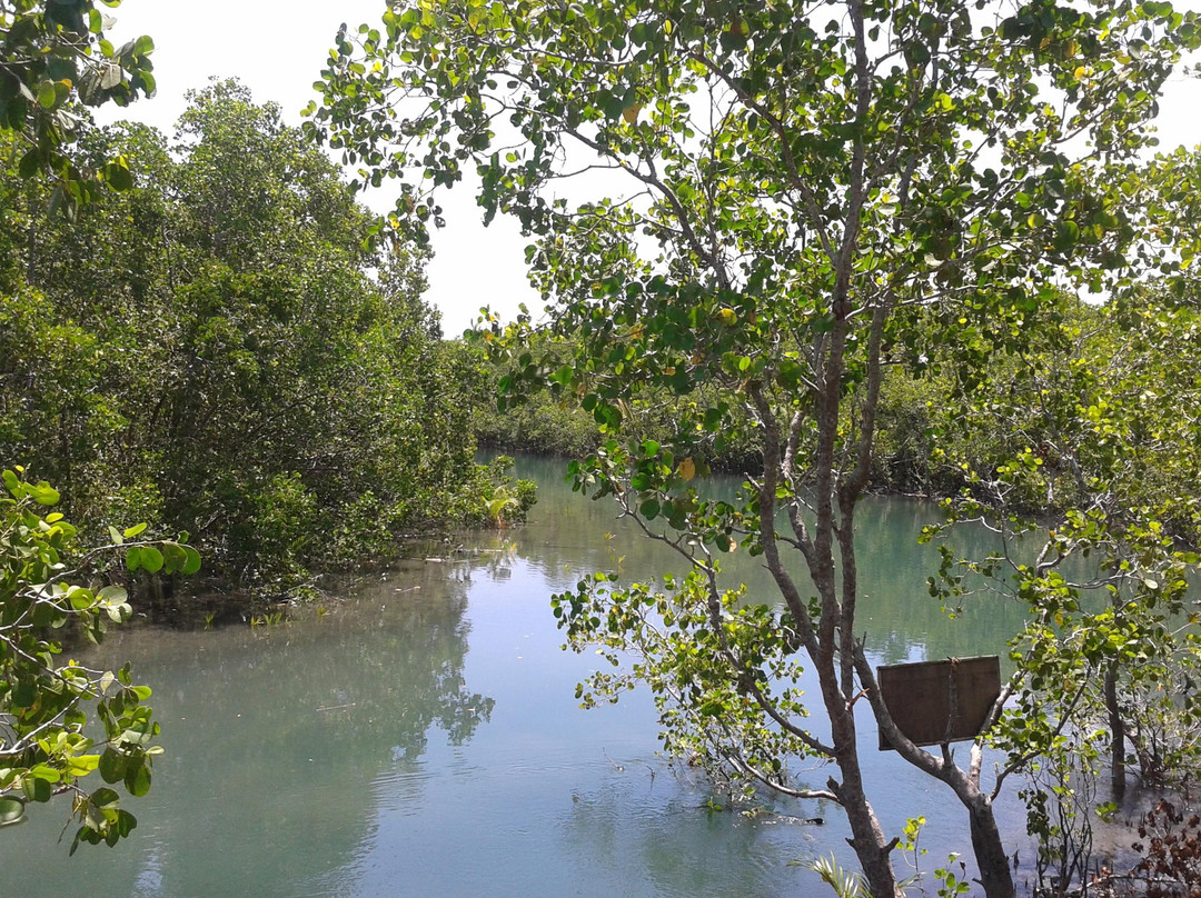 Silonay Mangrove Conservation Area and Ecotourism景点图片