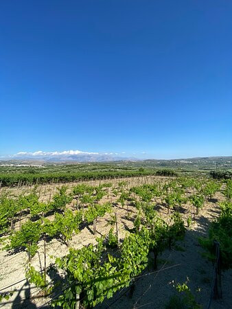 Winery Stilianou景点图片