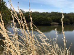 Screw Creek Townsend Bluff Estuary Walk-Inverloch必去景点