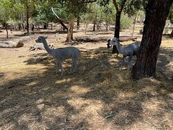 Toy Factory and Big Rocking Horse-Gumeracha必去景点