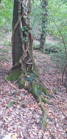 Oasi LIPU - Riserva Naturale Bosco Casale景点图片