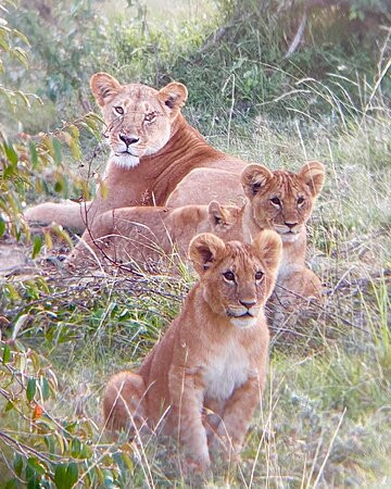 博里尼马拉营地旅馆主图