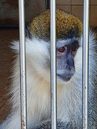Sukhumi Monkey Nursery-Sukhumi必去景点