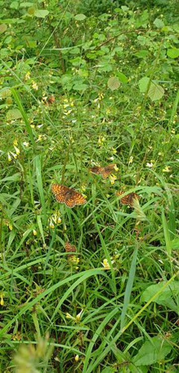 Wilder Kent Safaris: Wilder Blean-坎特伯雷必去景点