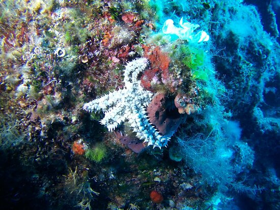 Aquatic Dive Club-阿吉亚埃菲米亚必去景点