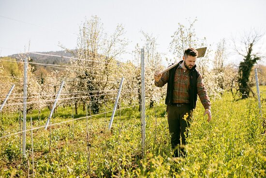 Weingut Kopp景点图片