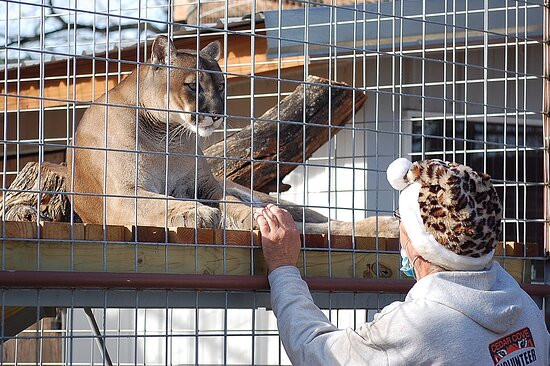 Cedar Cove Feline Conservatory & Education Center-Louisburg必去景点