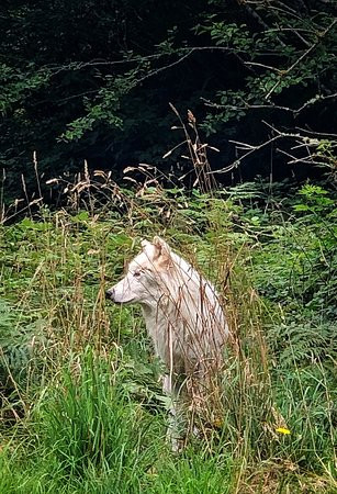 White Wolf Sanctuary & Educational Facility-Tidewater必去景点